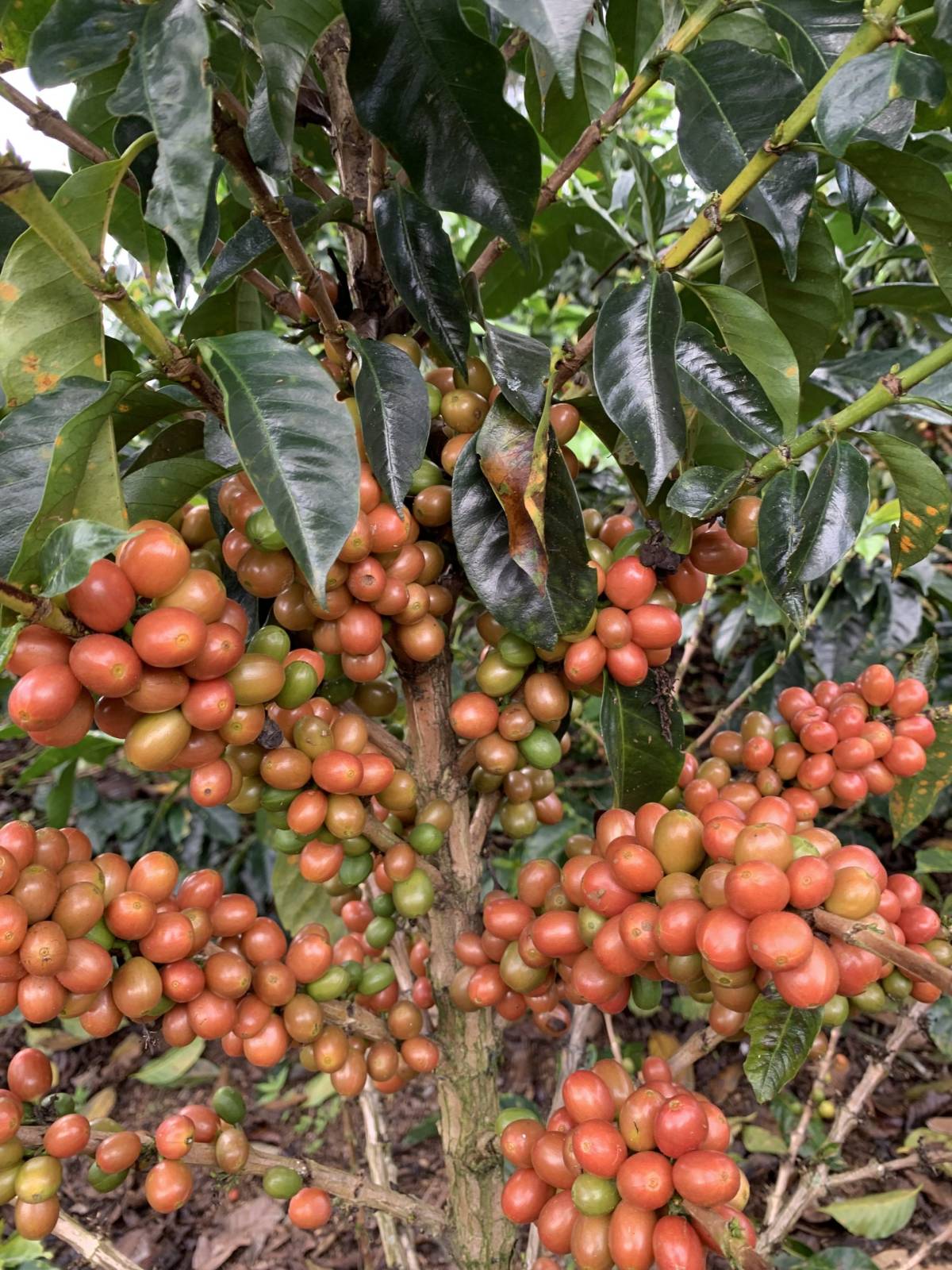 Sebastian-Gomez-coffee-cherries-scaled-1.jpg